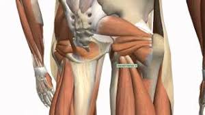 Like the forearm, the upper leg, or thigh, has a dense arrangement of many muscles. Muscles Of The Thigh And Gluteal Region Part 1 Anatomy Tutorial Youtube