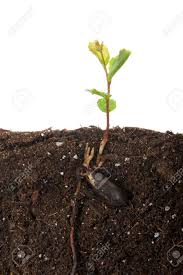 Sapling tree stock photos and images. Oak Tree Sapling Recently Sprouted From Seed Seed Still Attached Stock Photo Picture And Royalty Free Image Image 116310538