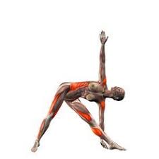 Left Triangle Pose Trikonasana Left Yoga Poses Yoga Com Yoga Anatomy Yoga Tips Yoga Muscles