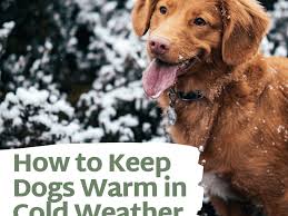 They are more active due to their size as compared to other puppies. Heated Dog Houses And Ways To Keep Your Dog Warm In Winter Pethelpful