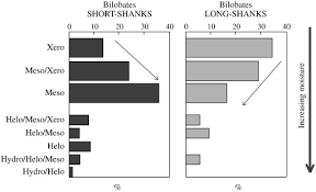 Image result for Heteranthoecia  guineensis