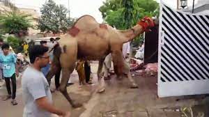 Every year, a few hundred thousand spectators and more. Qurbani Of Camel Part 1 2019 Eid E Qurban Video Dailymotion