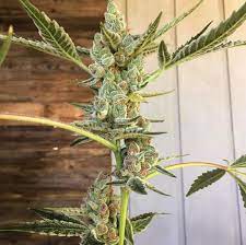 Oni Seed Co Hat Trick Neptune Seed Bank Cannabis Seeds