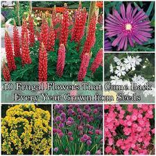 Among flowers, some are annuals, some are perennials. 10 Frugal Flowers That Come Back Every Year Grown From Seeds Planting Flowers Trendy Plants Flowers Perennials