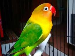 Untuk media pemasteran lovebird bakalan, ciri burung lovebird ini identik dengan keindahan bisa kita lihat dari warna warna bulu burung labet ini, mempunyai warna yang beraneka ragam, dari segi warna. Ciri Ciri Burung Lovebird Yang Bisa Ngekek Panjang