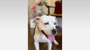 Here are some popular pet friendly hotels in pasadena that are taking health & safety measures a gym is available to guests at the following pet friendly hotels in pasadena Pasadena Animal Shelter Waives Adoption Fees On All Dogs Due To Serious Capacity Issues Khou Com