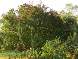 Image result for Galpinia transvaalica