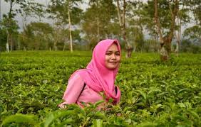 Kebun teh wonosari lawang menyediakan pesona dan keindahan alam yang luar biasa dan dapat dinikmati sepuasnya. Agrowisata Kebun Teh Wonosari Lawang Jawa Timur