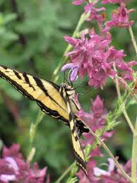 Image result for Sclerochiton harveyanus