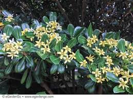 Pittosporum Tobira Tall And Tough Japanese Mock Orange Pittosporum Tobira Tall And Tough Is A Tough And Reliable Plants Mock Orange Flower Garden Plans