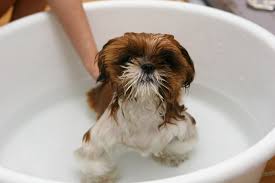 Can i use baby shampoo on my puppy? 6 Tips For Properly Bathing Your Dog Eye Envy Inc