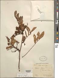 Image result for Orthopichonia cirrhosa