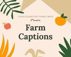 131 Instagram Farm Captions For All Your Apple Picking Pictures
