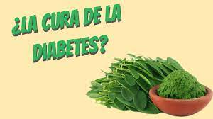 Estas deliciosas hojas verdes son plantas que curan la diabetes realmente ricas en minerales, vitaminas y fibra. La Moringa Cura La Diabetes Mitos Y Realidades Youtube