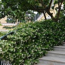 Squeezing the pot or gently rolling it can help dislodge the roots. Star Jasmine Fragrant White Flowering Vine Plantingtree