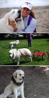With 37 years of professional pet sitting experience, we are experts at what we do. Pin On Pet Sitters And Pet Trainers In San Francisco