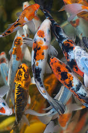 Nice To Meet You Koi Carp Fish Koi Koi Fish