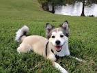 30 Handsome Husky Mixes - The Siberian Husky Mix Guide