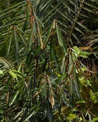 Image result for Englerophytum magalismontanum