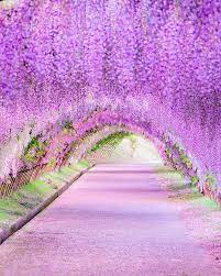Kawachi Wisteria Garden Japan Spring Flower Purple Travel Tourist Attraction Sights Beautiful Photography Nature Beautiful Places Nature Wisteria Garden