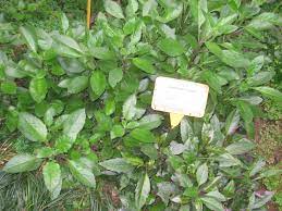 Selain mengandung cukup banyak serat, juga berguna sebagai pencegah dan pengobat suatu penyakit (winarto, 2004). Daun Dewa Wikipedia Bahasa Indonesia Ensiklopedia Bebas