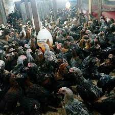 Setelah 17 tahun berbisnis di bidang ternak ayam bangkok, saat ini kami mencoba melayani penjualan ayam bangkok secara online. Peternakan Ayam Bangkok Kediri Jawa Timur Tentang Kolam Kandang Ternak