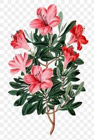 Blooming Red Azalea Png Hand Drawn Floral Illustration Free Image By Rawpixel Com Gade