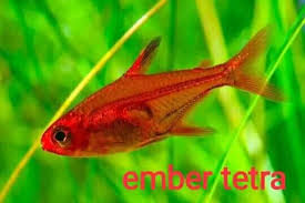 Ember tetra and betta eating black worms. Tetra Fish World Sri Lanka Facebook