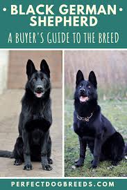 Buyer S Guide To A Black German Shepherd Black German Shepherd Black German Shepherd Dog Black German Shepherd Puppies