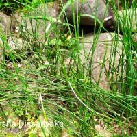 Image result for Eriocaulon abyssinicum