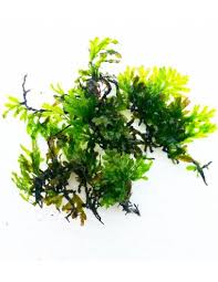 Image result for Crepidomanes