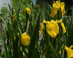 Image result for Iris pseudacorus