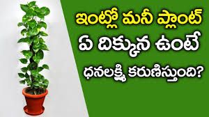 2,249 likes · 61 talking about this. Shocking Facts About Money Plant How To Grow Money Fast Amazing Science Facts Vtube Telugu Youtube