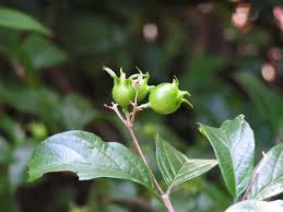 Image result for Heinsia