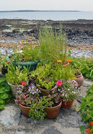 Soak the pots until water drains from the holes in the bottom. How To Grow Calendula Flowers Sowing Growing And Saving Seed Lovely Greens