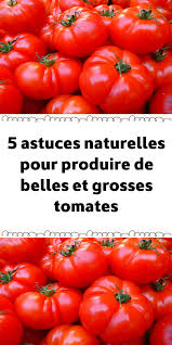 5 Astuces Naturelles Pour Produire De Belles Et Grosses Tomates Potager Tomates Jardin De Legumes Jardin De Tomates