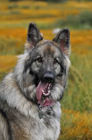 We are canada's #1 puppy and dog classified ad listing site. Shiloh Shepherd Dogs How Does This Super Sized Dog Measure Up