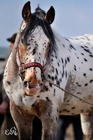 Pin By Katlyn Droke On And Her Horse Pretty Horses Horses Appaloosa Horses