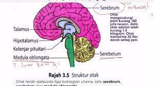Selari dengan perkembangan pesat teknologi digital, kementerian pendidikan malaysia akan menggunakan teknologi dan kandungan digital dalam dalam. Biologi Tingkatan 5 Bab 3 Sistem Saraf Pusat Part2 Youtube