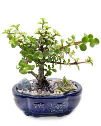 Mini jade is commonly grown indoors. Mini Jade Bonsai Succulent Garden 6 H Walmart Com Walmart Com