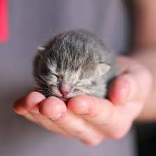 Can You Give Newborn Kittens A Bath