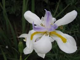 Image result for Dietes flavida