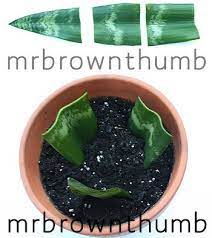 Snake Plant Propagation By Leaf Cuttings Snake Plant Propagation Propagating Plants Snake Plant