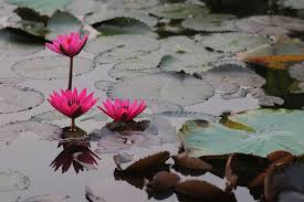 Simak selengkapnya di artikel ini! Bunga Lotus Bukan Teratai Morfologi Manfaat Makna Cara Tanam