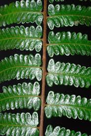 Image result for Cyathea mildbraedii