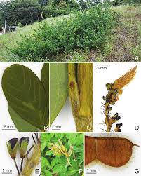 Image result for Grona heterocarpos