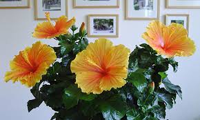 Red/dark red moisture content 10% max. Sunny Cities Hibiscus