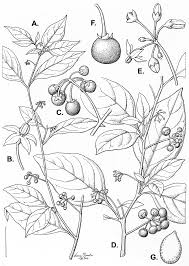 Image result for Solanum memphiticum