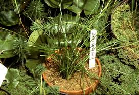 Image result for Isoetaceae