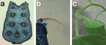 Image result for Coccinia adoensis